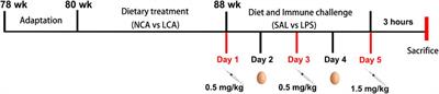 Effects of low dietary calcium and lipopolysaccharide challenges on production performance, eggshell quality, and bone metabolism of laying hens